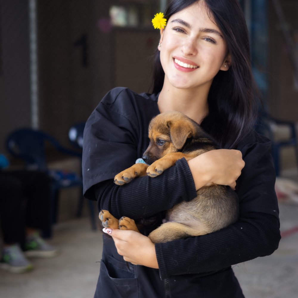 Veterinaria Veterinaria